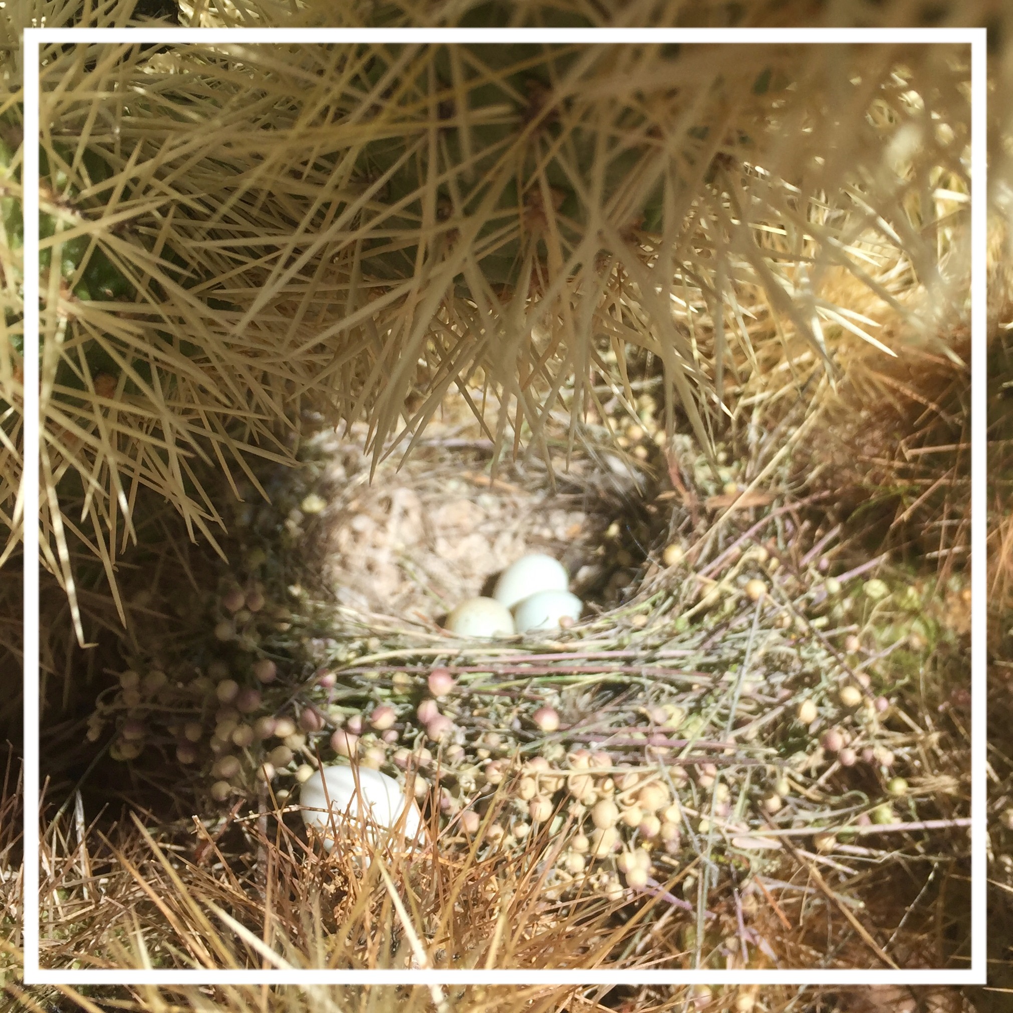 Bird's Nest
